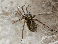 Dunkle Spinne mit rostrotem Band auf dem Hinterkörper und helle Flecken