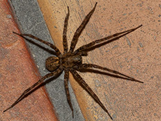 Dunkle Spinne mit rostrotem Band auf dem Hinterkörper und helle Flecken