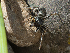 Schwarze Spinne mit deutlichem Kupferglanz, Beine schwarz mit weissen Streifen.
