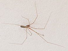 Blass graubraun gefärbte Spinne mit langen Beinen