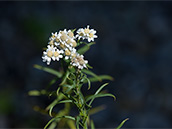 Pflanze mit schmalen Laubblättern und körbchenförmigem Blütenstand mit weissen Blüten