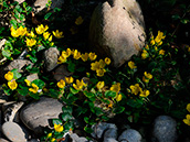 Kriechende Pflanze mit leuchtend gelben Blüten