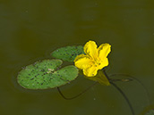 Kleine, grüne Schwimmblätter, leuchtend gelbe Blüten.