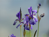 Blau violette Iris mit weiss und gelben Lippen, schwertförmige  Blätter