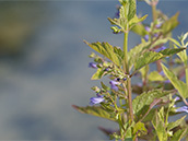 Kleine hellblaue röhrenförmige Blüten