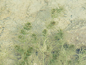 Unterwasserpflanze mit feingefiederten Blättern