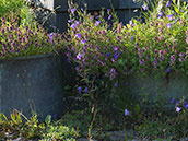 niedriger verholzender Kleinstrauch, violette Blüten