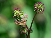 Der Kleine Wiesenknopf ist Raupenfutterpflanze für mehrere Schmetterlingsarten, darunter auch für den monophagen Roten Würfel-Dickkopffalter