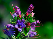 Gewöhnlicher Natternkopf oder Blauer Natternkopf (Echium vulgare),  Mai-Oktober