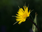 Gelbe, asternähnliche Blume