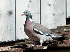 Rücken und Flügel graubraun mit breitem weissem Querband; Kopf, Hals und Schwanz grau, weisser Fleck  am Hals