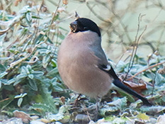 Rundlicher graubrauner Vogel mit zartroter Brust und Bauch, mit schwarzer Kappe und  Schwanz