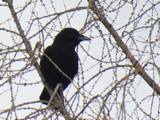 Grosser, völlig schwarzer Vogel