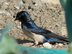Glänzend blauschwarzer Vogel, heller Bauch, Stirn und Brust kastanienbraun