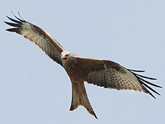 Orangeroter Vogel mit langen Flügeln und gegabeltem Schwanz, Kopf und Nacken sind sehr hell, ebenfalls Teilbereiche der Flügelunterseiten. 