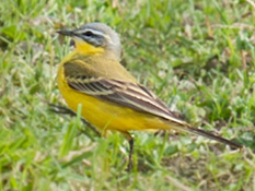 Leuchtend gelber Vogel mit grauem Kopf und braunen Flügeldecken