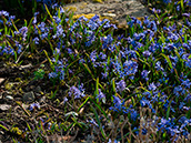 Zweiblättriger Blaustern (Scilla bifolia)Zweiblättrige Blaustern (Scilla bifolia)