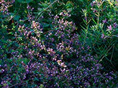 Blumen-Oregano (Origanum laevigatum)