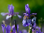Sibirische Schwertlilie (Iris sibirica)