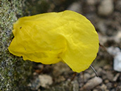 Ein gelbes Sonnenröschenblatt läuft die Mauer hinauf