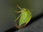 Leuchtend grüne Zikade mit nach oben gewölbtem Halsschild