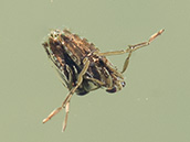 Insekten, schwimmen auf dem Rücken, rudern mit ihren langen Beinen