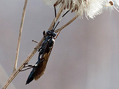 Schwarze Wespe mit weissen Binden an den Fühlern und an den Beinen