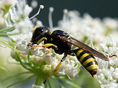Schwarze Wespe mit gelben Streifen