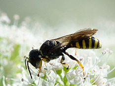 Schwarze Wespe mit gelben Streifen, die Tergite des Hinterleibs tragen alle eine gelbe Binde.