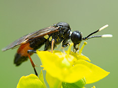 Schwarze Wespe, Fühler vor der Spitze weiss, Hinterleib der Männchen rot