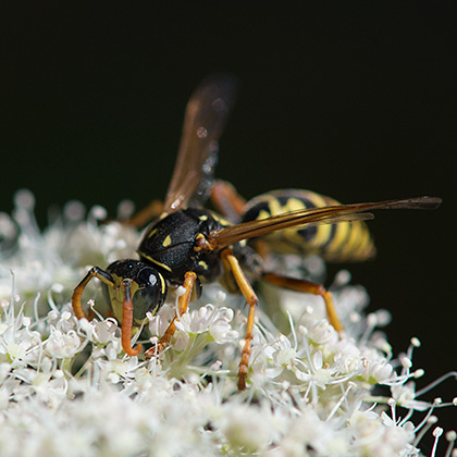 Schwarz-gelbe Wespe