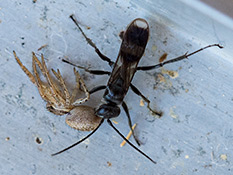Schwarze Wespe, Vorderflügel weisser Fleck am Ende und in der Mitte einen durchsichtigen Streifen