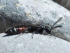 Weibchen: Schwarze Wespe mit weissen Punkten und Linien, Hinterkörper rostrot.
