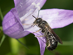 Glockenblumen-Scherenbiene (Chelostoma rapunculi ) ♂