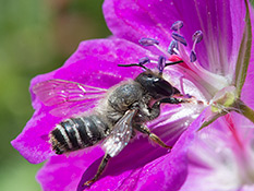 Platterbsen-Mörtelbienen (Megachile ericetorum) ♂