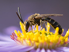 Schwarze Biene mit braun-roter Brust-Behaarung  und weissen Tergitstreifen