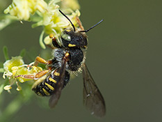 Schwarze Biene mit gelben Streifen  und grünen Augen