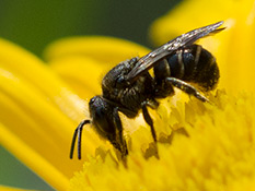 Schwarze Biene mit feinen metallisch glänzenden Enden der Hinterleibssegmente
