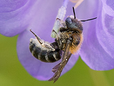 Schwarze Biene mit baun beaartem Thoraxund weissen Hinterlebsbinden