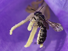 Glockenblumen-Scherenbiene (Chelostoma rapunculi) ♀
