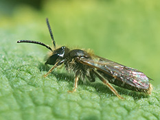 Goldbeinige Sandbiene (Andrena chrysosceles)