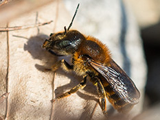 Schwarze Biene mit braun-roter Thoraxbehaarung und Tergitbinden
