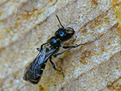Hahnenfuss-Scherenbiene ♀ Hahnenfuss-Scherenbiene (Osmia florisomnis) ♀