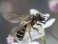 Schwarze Biene mit weissen Tergitbinden