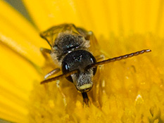 Wildbiene-Gesicht mit gelbem Kopfschild ♂