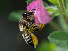 Schwarz-braune Biene mit weiss-rot-schwarzer Bauchbürste