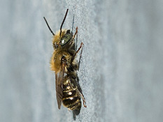 Grünlich-braune Biene mit oragerotem Pelz