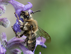 Grosse schwarzbraune Biene mit hellen Flecken