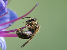 Sehr kleine Biene erntet Pollen an Natternkopf