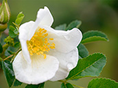 Bibernell-Rose (Rosa spinosissima